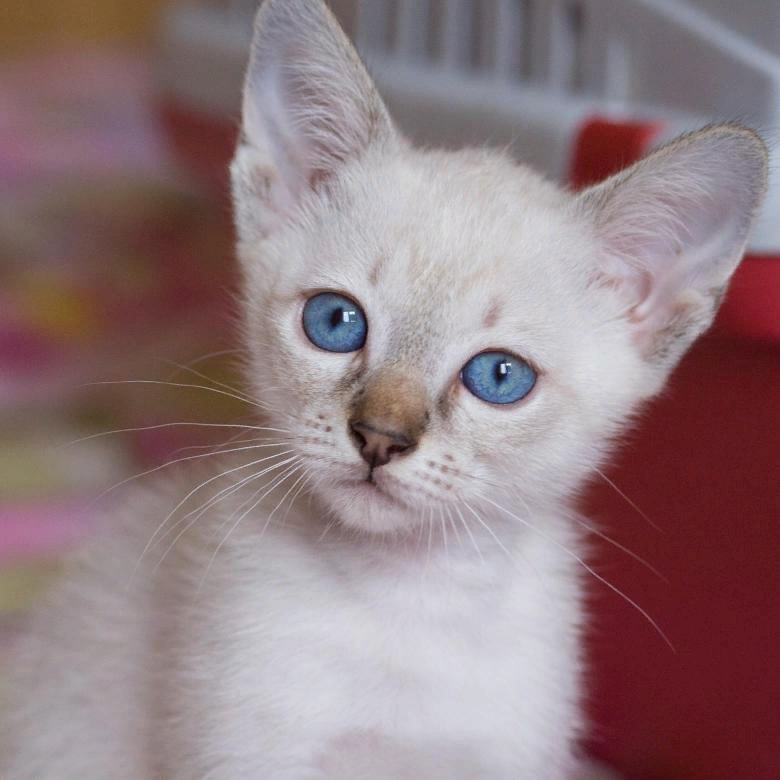 котёнок тайской кошки 