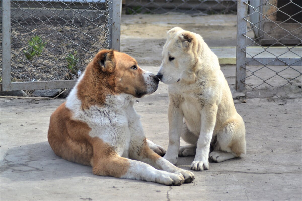 Сара вырастила Магду, но как только девочка созрела, начались конфликты.