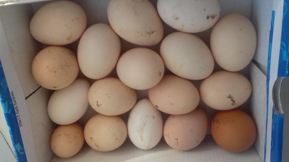 Домашние яйца. 