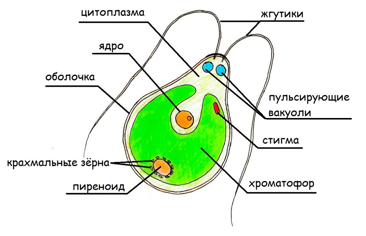 Зеленые водоросли схема