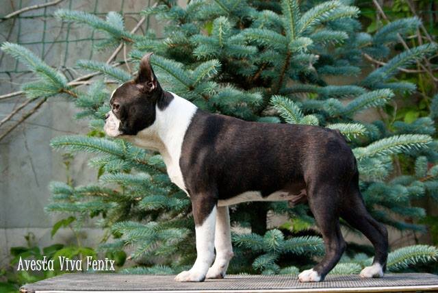 Бостон-терьер, история которого насчитывает чуть более ста лет, обязан своему появлению деятельности американских селекционеров. Родиной возникновения породы является американский город Бостон, штат Массачусетс. Именно здесь в 1870 году обыкновенный бостонский житель Роберт Хупер приобрел у матроса Эдварда Барнетта симпатичного пса тигровой окраски с белыми опалинами, названного впоследствии Судьей (Judge). Судья Хупера, прибывший на корабле с берегов далекой Великобритании, имел в числе своих предков английских терьеров и бульдогов. Именно этот пес признан основоположником новой породы. 
Последовавшее за приобретением Судьи многократное скрещивание его с суками других пород привело в конечном итоге к формированию определенного экстерьера, который был закреплен и с тех пор практически не изменялся. Так, путем метизации (межпородного скрещивания) была получена абсолютно новая собака. Изначально потомков Судьи называли бостонскими метисами, круглоголовыми бульдогами, а также американскими бультерьерами. Но уже в 1878 году представители новой породы выступили на собачьем показе в Соединенных Штатах под лаконичной вывеской Boston Terrier.