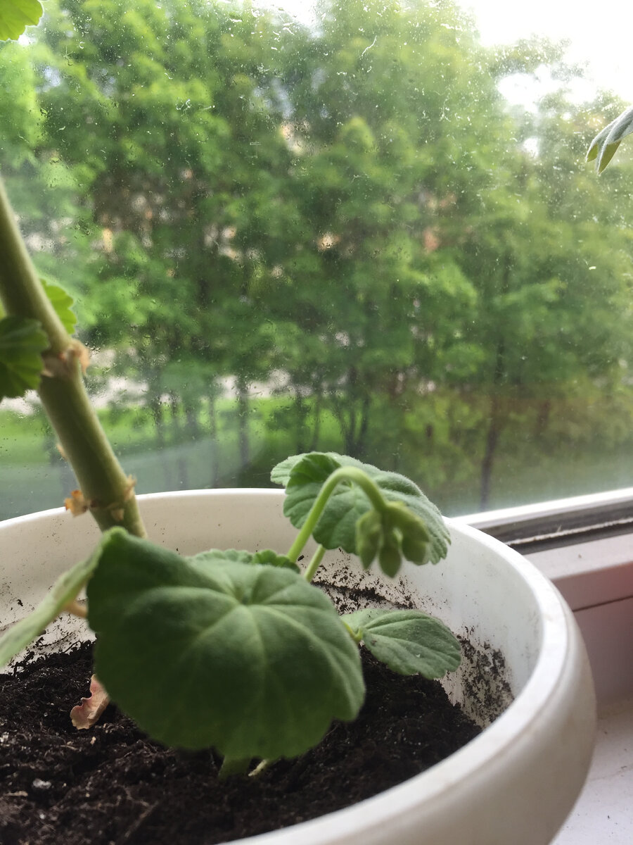 Этот цветонос от стволика...