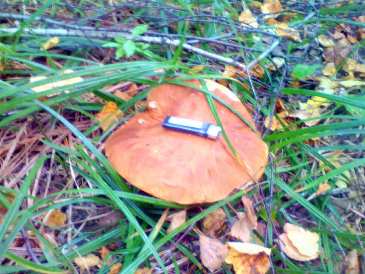 Фото из семейного архива автора блога