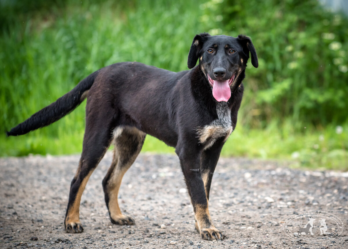 зова животное. собака растаяла. красногвардейское приют. собака тая. собака тая.
