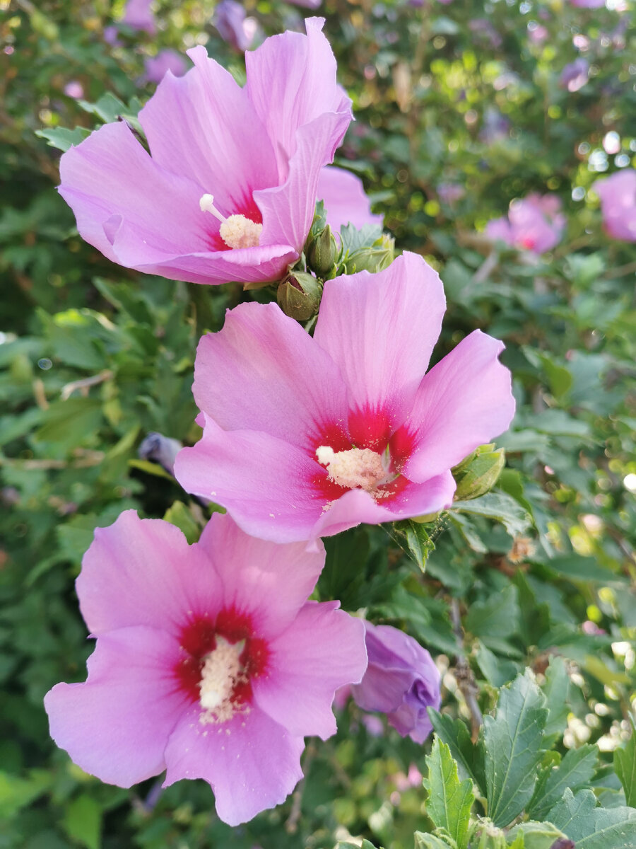 В станице время гибискусов. Они повсюду.