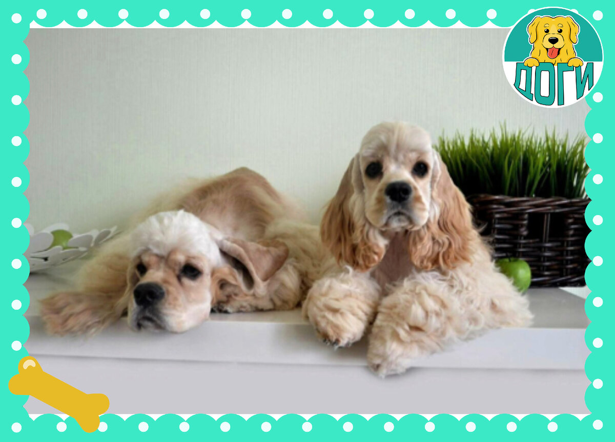 Питомцам тоже нужны друзья. Фото в свободном доступе