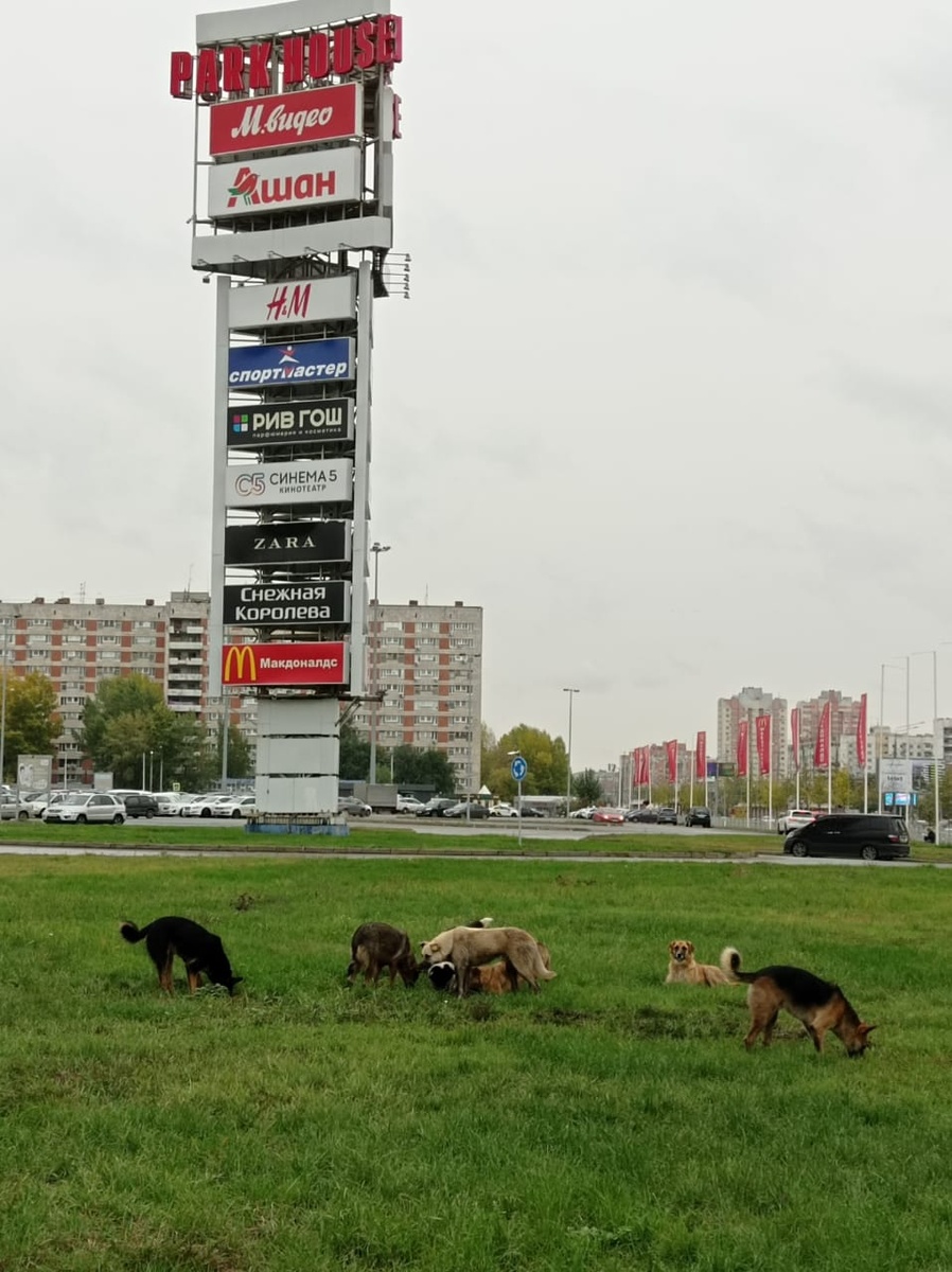 Будни стаи городских бродячих собак