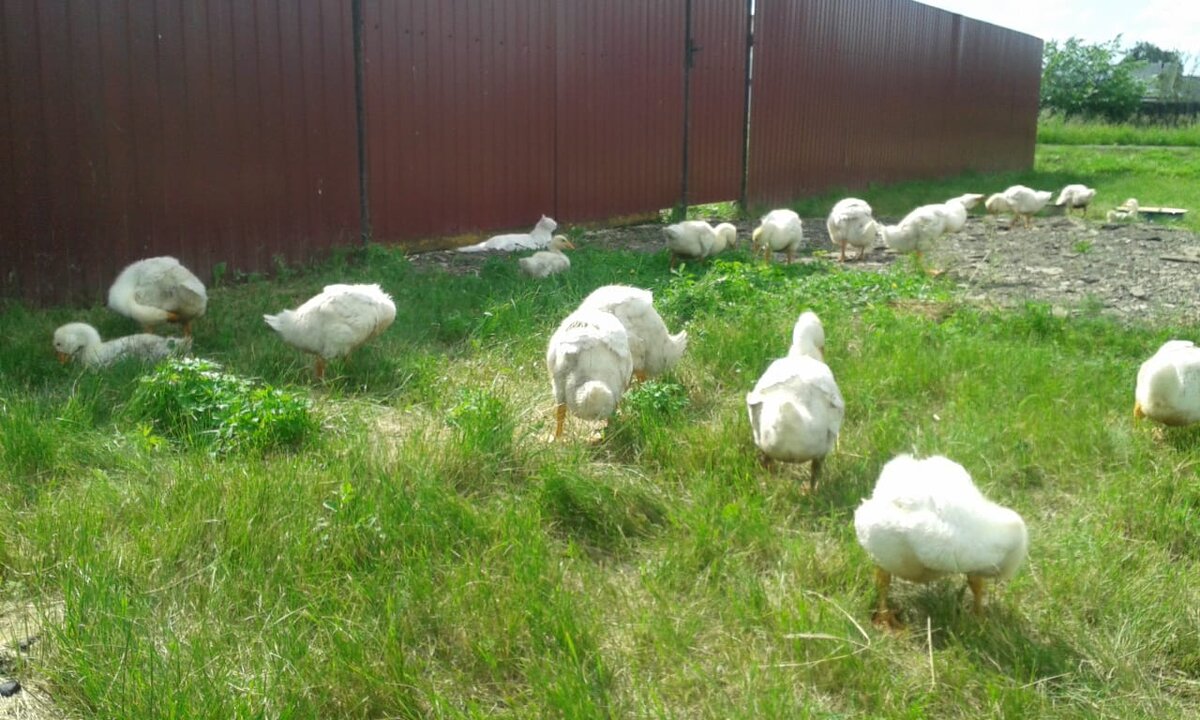 Фото автора. Сюзанна пасёт гусят.