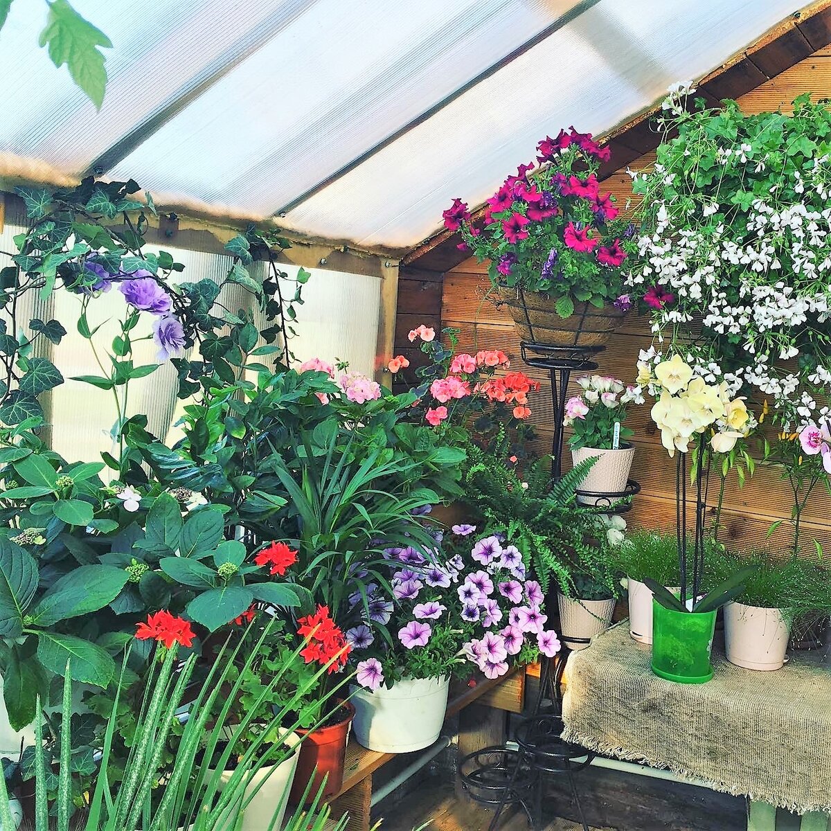 Наша теплица внутри - фото автора