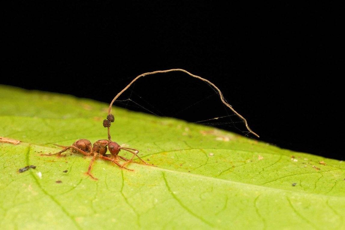 Кордицепс однобокий, паразитирующий на тропических муравьях-древоточцах. Гриб "заставляет" муравья залезть на растение и намертво вцепиться челюстями в центральную жилку листа, обычно расположенного над муравейником. Это обеспечивает заражение других муравьёв, когда плодовое тело кордицепса прорастёт из тела бедняги. А бедняги они те ещё, поскольку гриб убивает муравья далеко не сразу, а только обездвиживает.