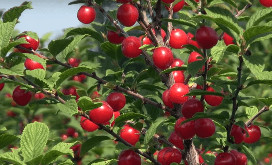 Войлочная вишня Натали www.oazis-market.ru