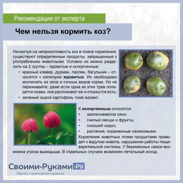 Кормление коз. Корм для коз для повышения удоев. Схема кормления козлят. Сколько телятам можно давать сырой картошки. Это наша коза.