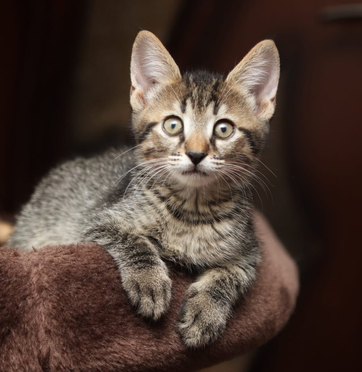 "Шпротный" красавец