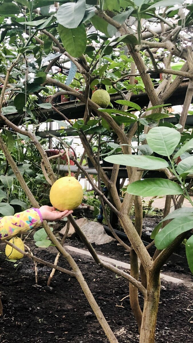 Лимон сорта Юбилейный