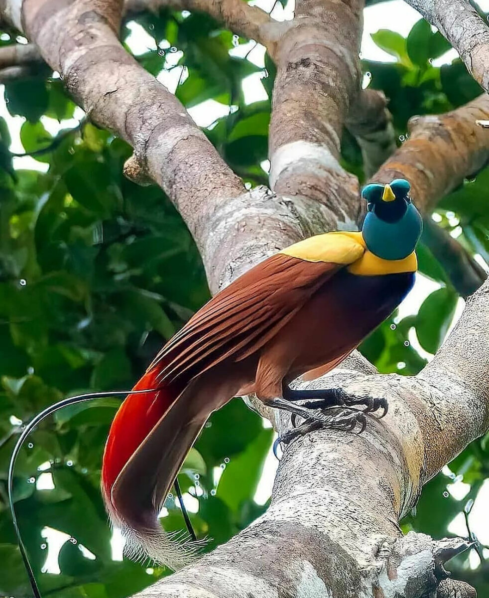 Birds of paradise. Райская птица Папуа новая Гвинея. Райские птицы Индонезии. Красная Райская птица. Самец райской птицы.