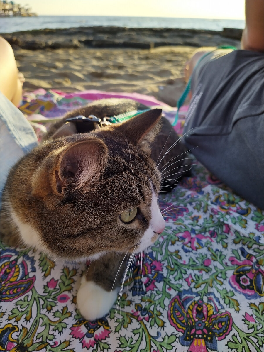 Кисё на море. Фото моё.