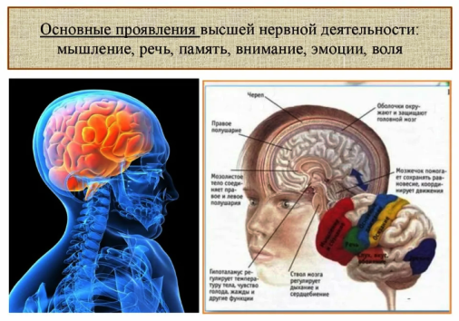 Строение человека