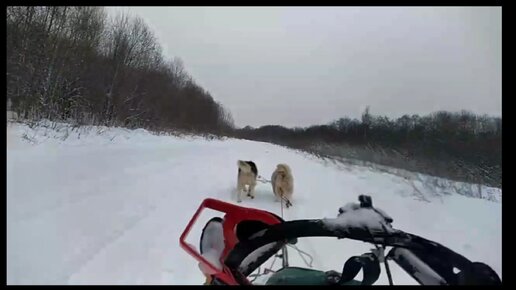 Скачать видео: Побег хаски в прямом эфире с нартами, уникальные кадры