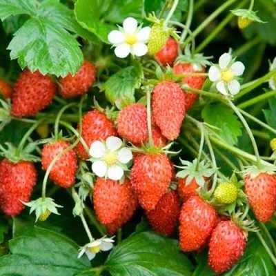 земляника садовая