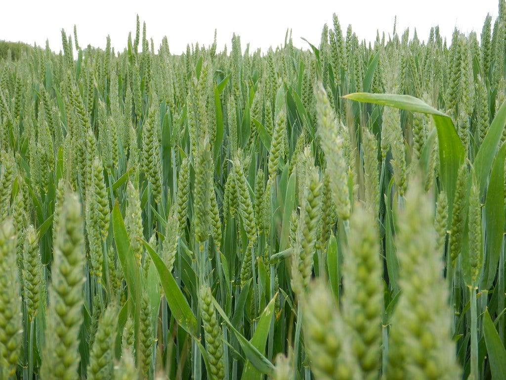 Самая большая пшеница. Пшеница (Triticum aestivum. Выращивание пшеницы. Трава похожая на пшеницу с волосами. Как растет пшеница.