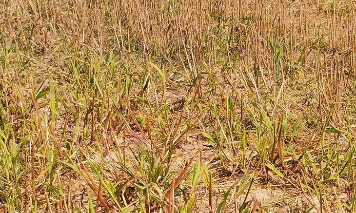    Премьер-министр Индии назвал органическое земледелие основой экономического успеха