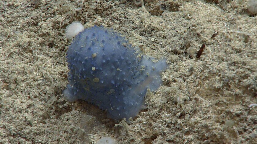    «Голубая слизь» во всей своей красе. Фото: livescience