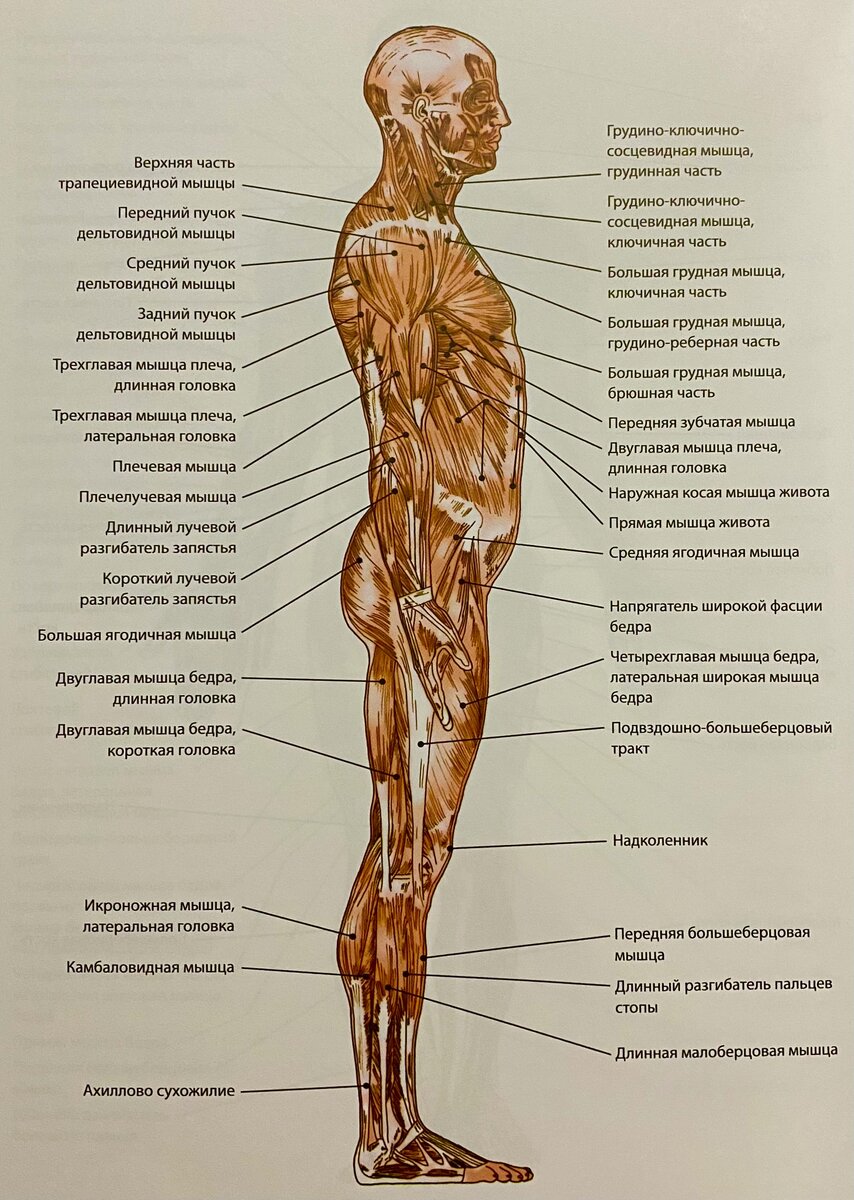 Иллюстрация 2 - вид сбоку
