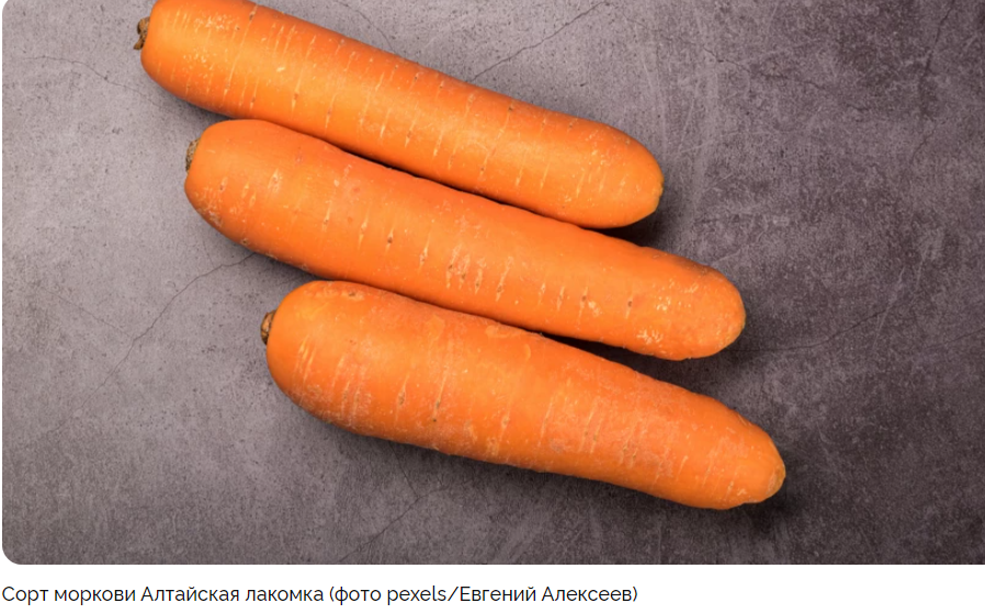 5 сортов урожайной моркови для средней полосы
