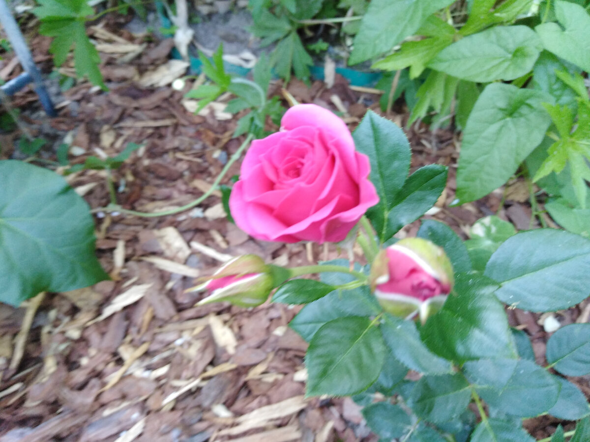 7 июля - новая флорибунда зацвела