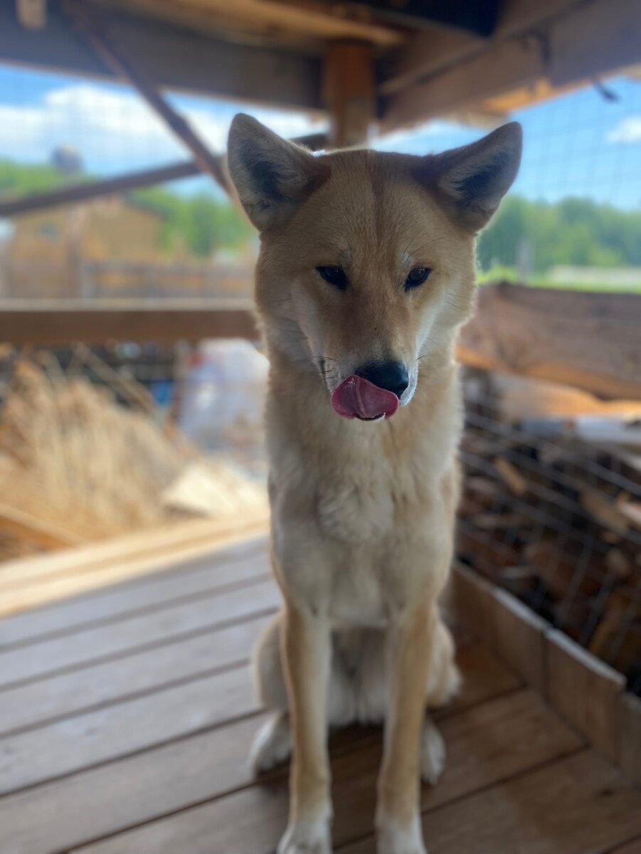 Сиба-переросток мордой