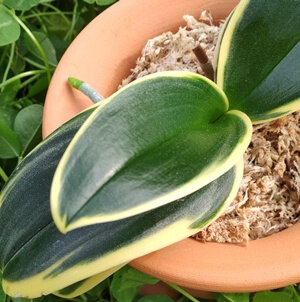 Фаленопсис Сого Виьен