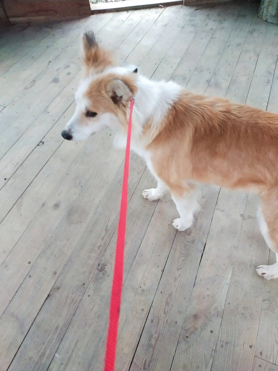 Наша сегодняшняя прогулка. Свиневра счастлива.