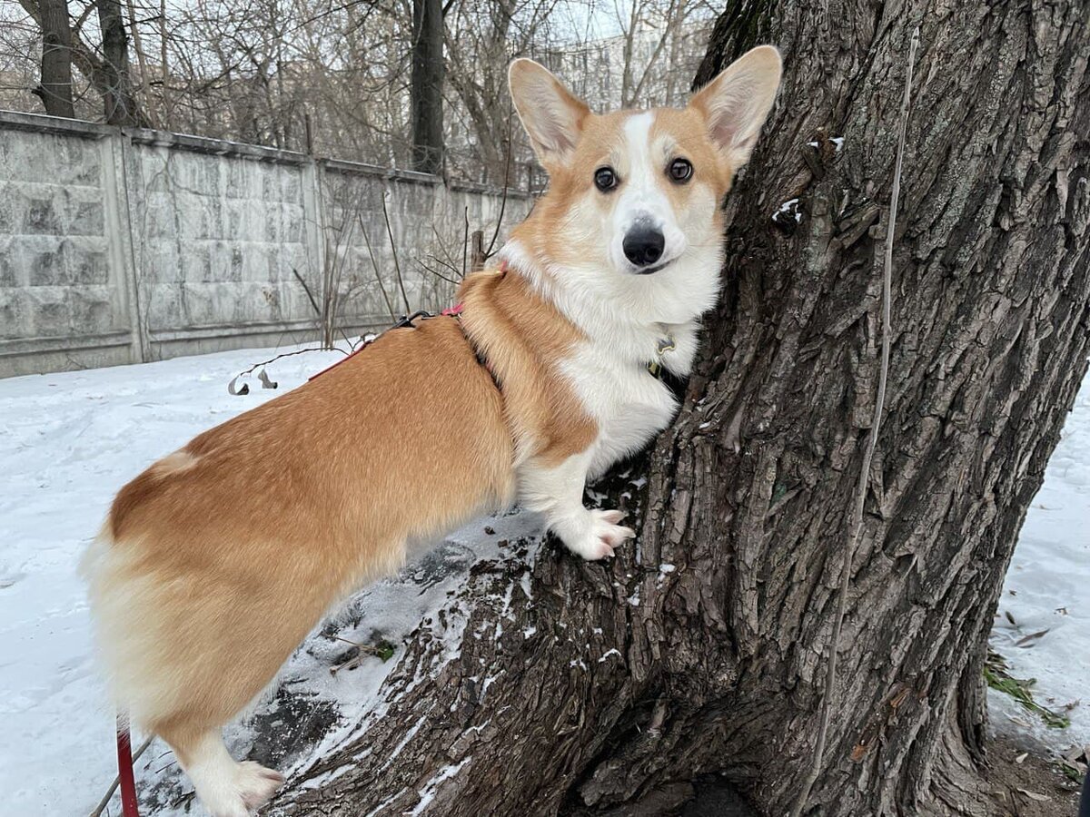 Человек: "Мы должны погулять два часа!" Пёс: "А может не надо?" 
