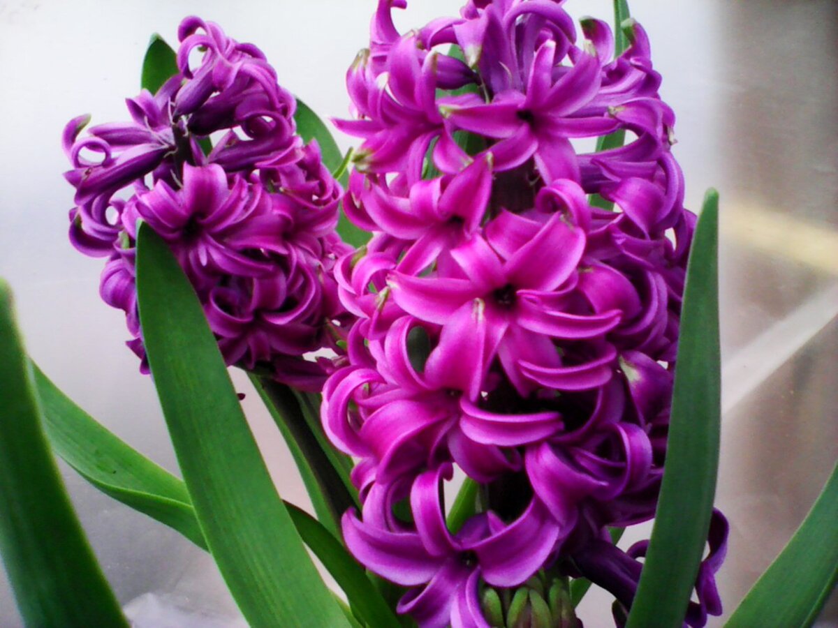 Сорт Аметист. Вторая метелка на подходе