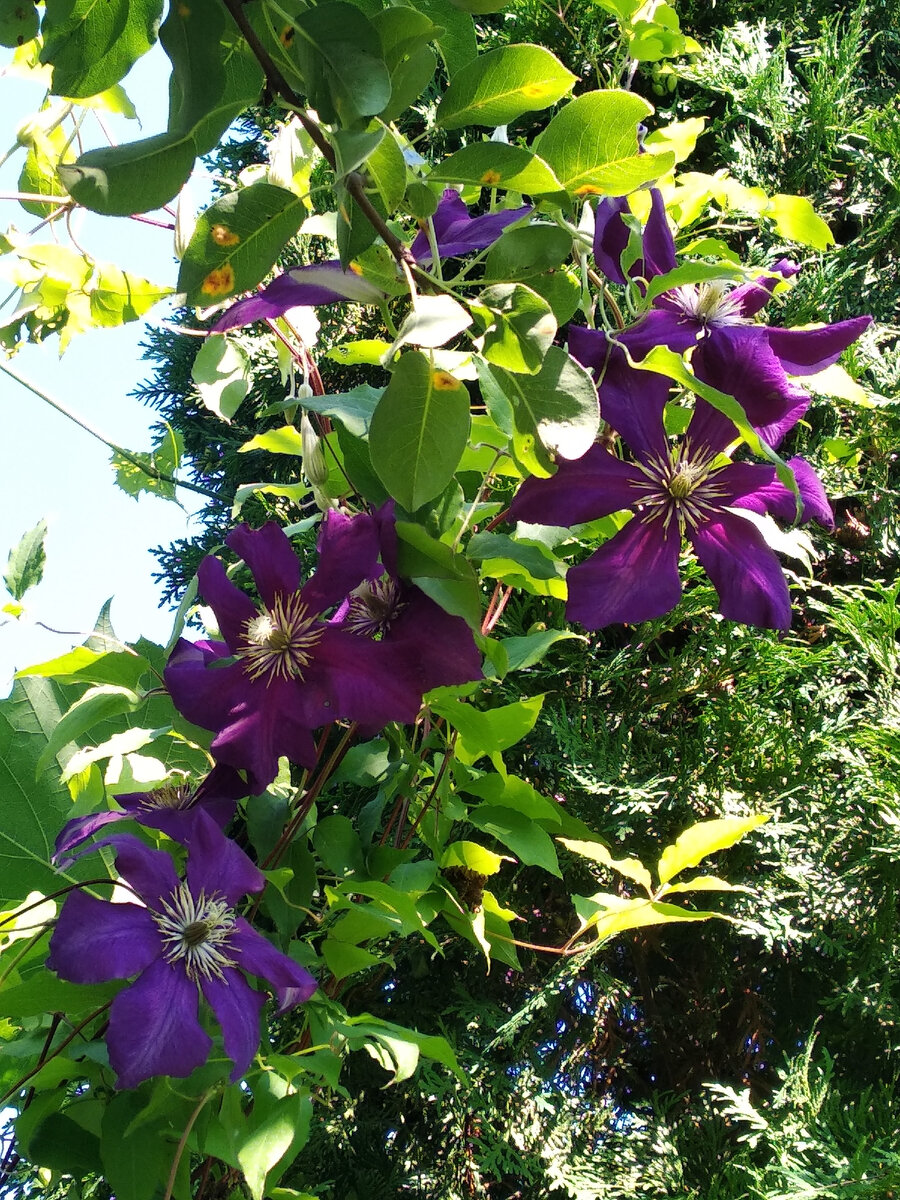 Вот они какие, диаметр цветов достигает 18 см