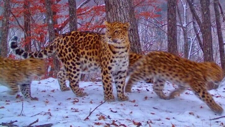     Фотоловушки в национальном парке «Земля леопарда» зафиксировали милейшую картинку: маму-леопарда в окружение двух беспокойных малышей. И если маму видно отчётливо, то «мелочь пятнистая» скорее напоминает леопардовую карусель.