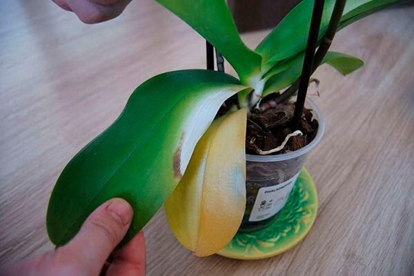 Причины желтения листьев у орхидей и способы их лечения в домашних условиях