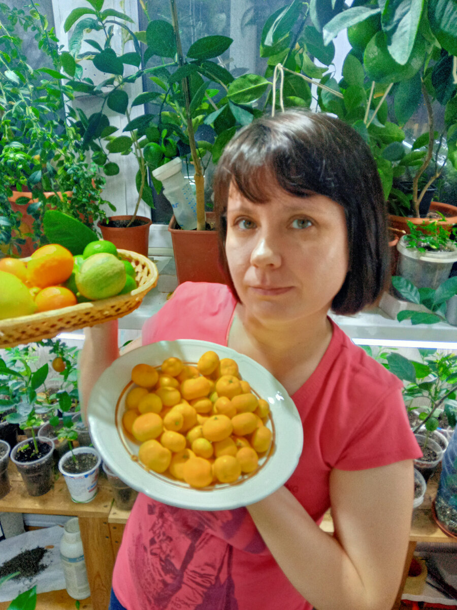 Урожай цитрусовых на балконе 2022 