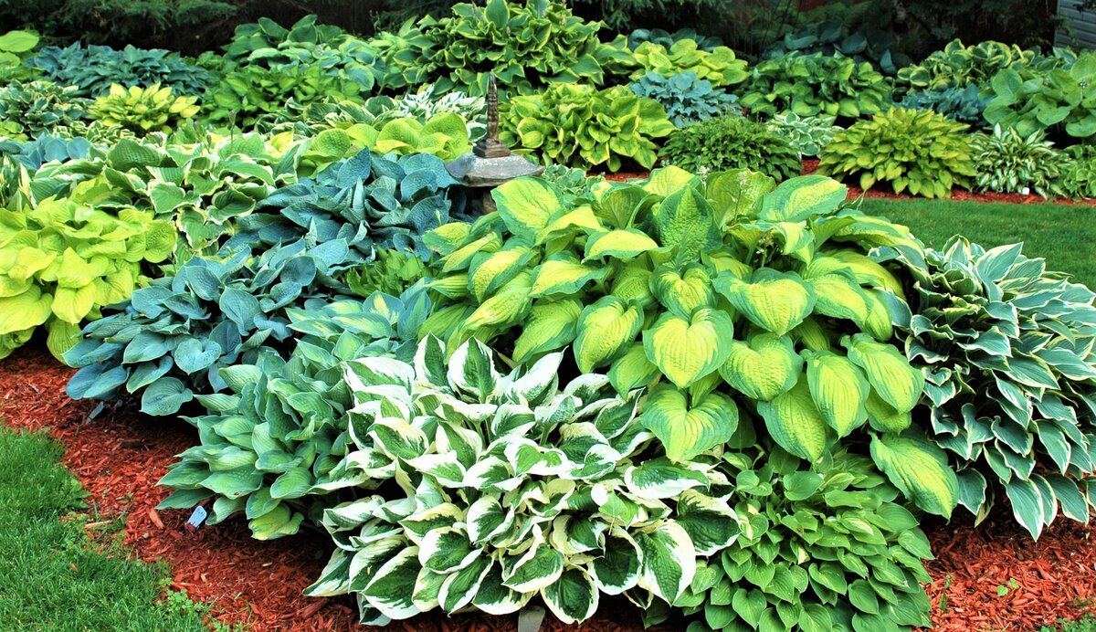 Красивые цветы, которые со временем вытеснят сорняки! | GardenLife | Дзен