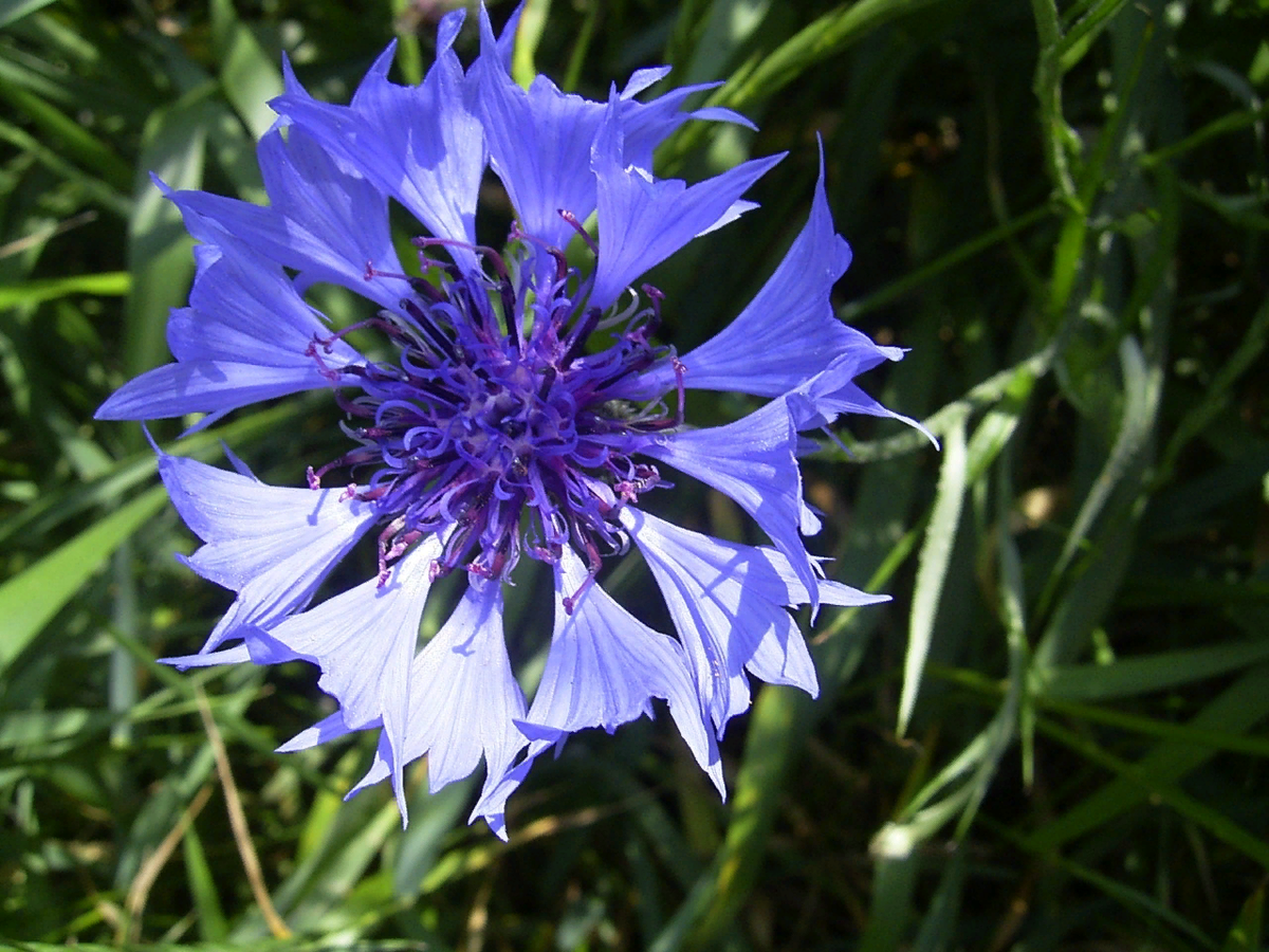 Пропустить цветок. Centaurea cyanus l. Василек горный многолетний. Василек Фишера. Воронковидный цветок василька.