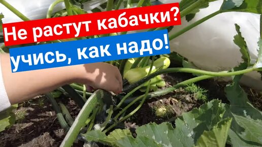 Даже кабачки не растут в этом году! Сделай как мы - урожай завалит!