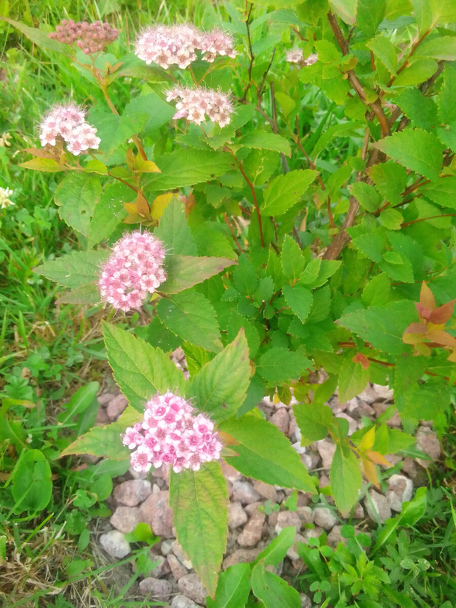 Мой кустик спиреи