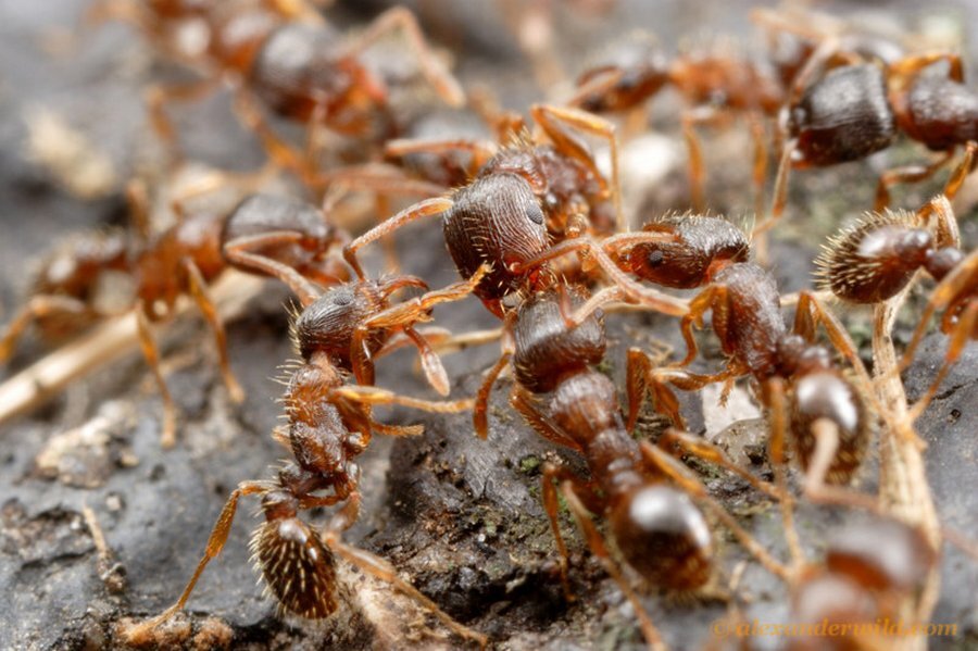 Фото из инета. Мне как то было не до фотосессии