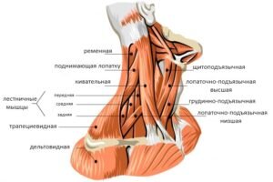 Глубинные мышцы шеи