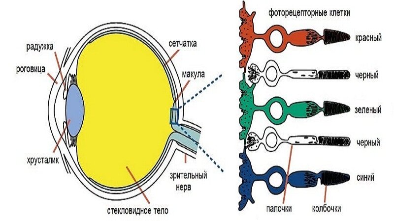 Фото взято из свободного доступа yandex.ru 