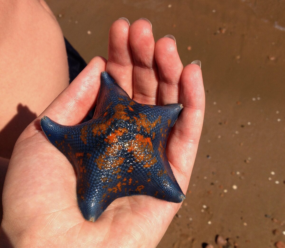 Добыча со дна морского у острова Шкота