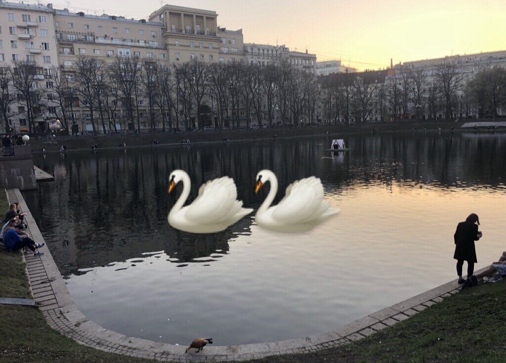 Санкт петербург ресторан лебеди. Где можно увидеть чёрных лебедей в каких парках и садах. Памятники на водоемах в Санкт Петербурге животным или птицам. Держатель для фото лебеди.