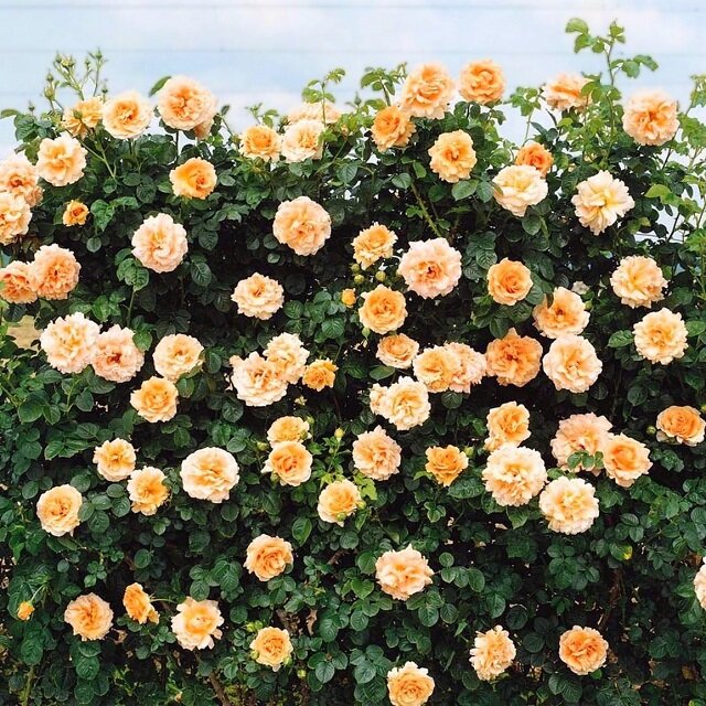 Особенности и характеристики сорта 