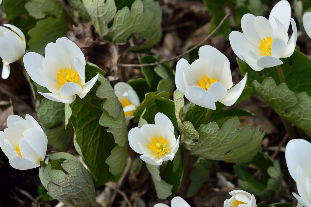 Сангвинария канадская фото и описание. Сангвинария Sanguinaria canadensis. Сангвинария канадская махровая. Сангвинария канадская флоре Плено. Первоцвет Сангвинария.