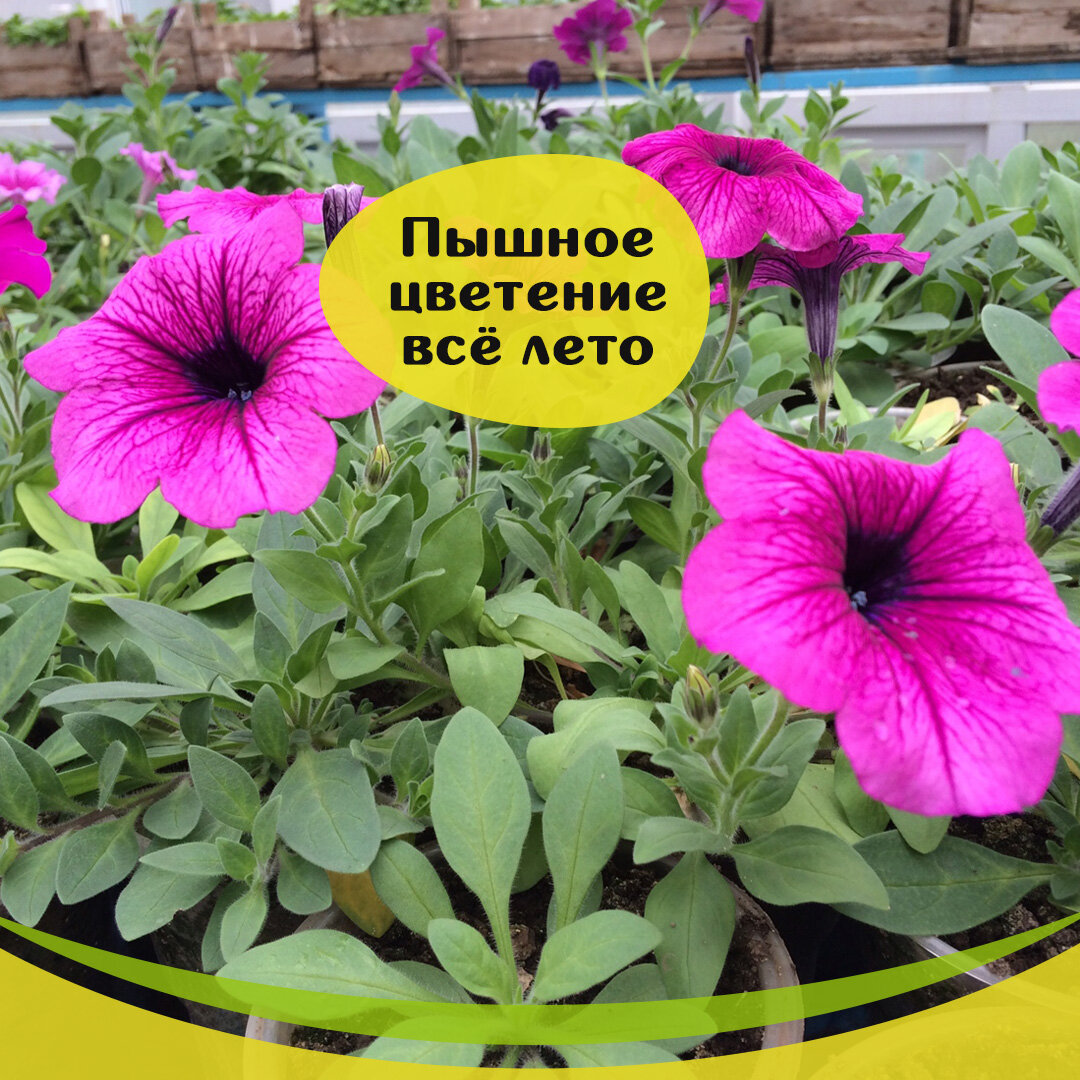 Как пышно цвели этим летом. Петуния либмо. Петуния гибрид лучик. Петуния отцвела. Отцветшие цветки петунии.